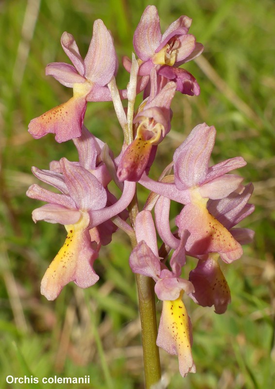 Le orchidee di Cardito, splendide praterie tra il reatino e laquilano.